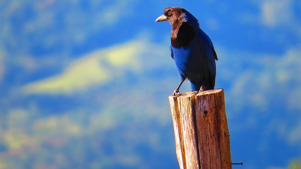 Observação de Aves nos Aparados da Serra