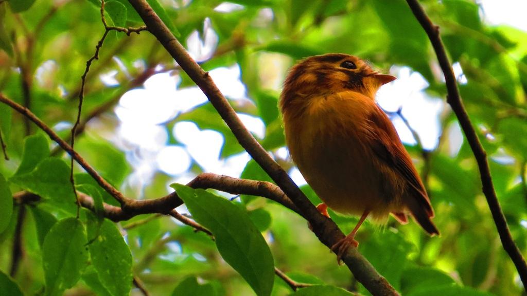 Observação de Aves nos Aparados da Serra